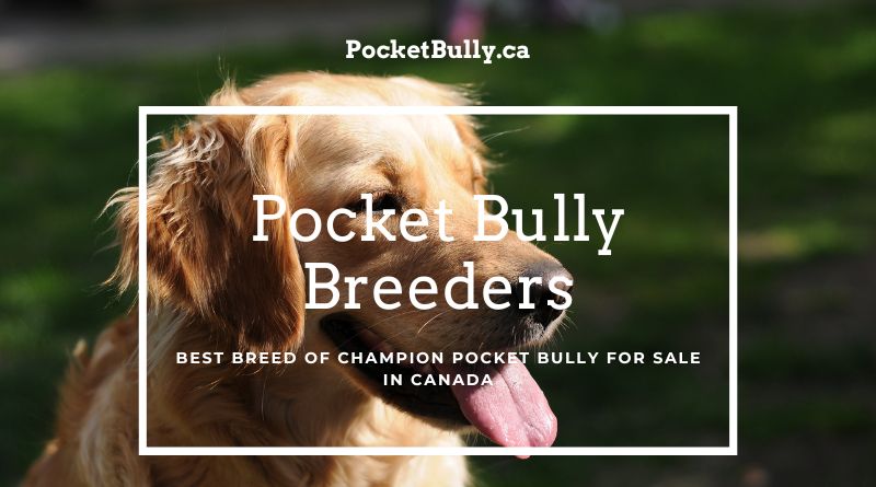 Read more about the article 5 Reasons Why the Pocket Bully is the Perfect Mini Bully?
